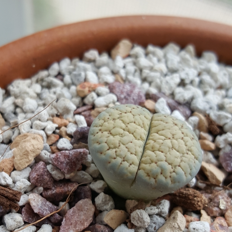 plant image 871865 plant image 871865