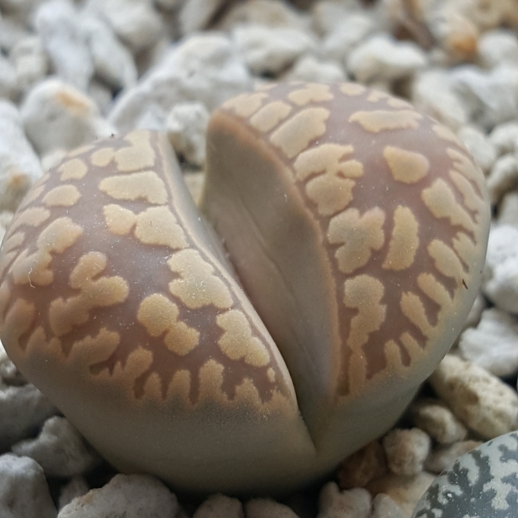 plant image 871870 plant image 871870