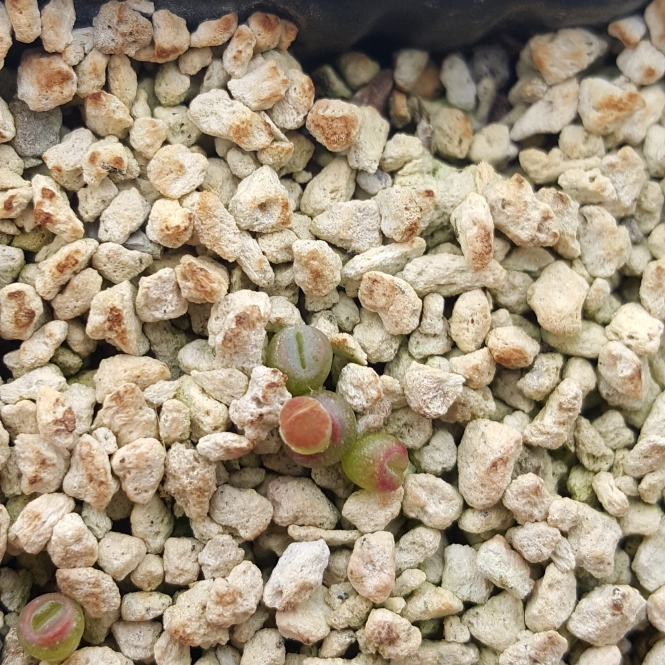 plant image 872727 plant image 872727