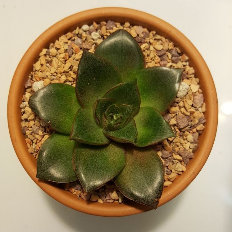 plant image 873352 plant image 873352