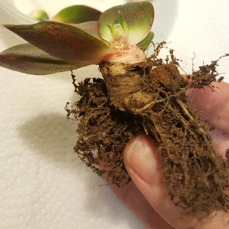 plant image 881297 plant image 881297