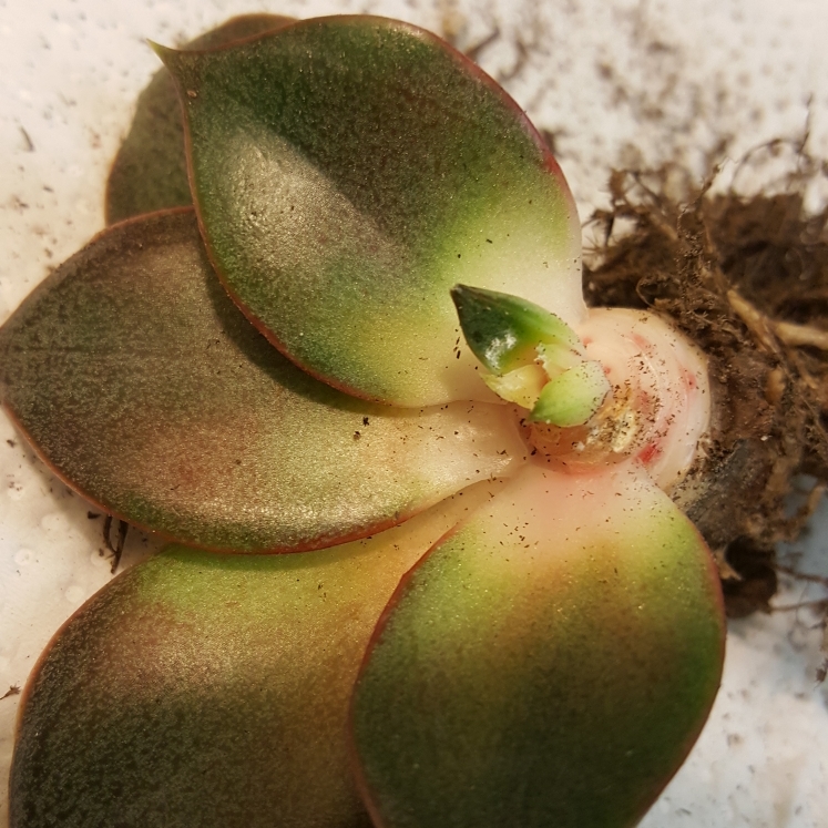 plant image 881298 plant image 881298