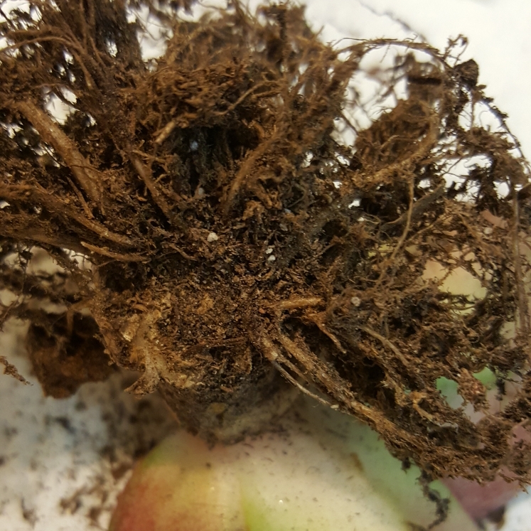 plant image 881299 plant image 881299