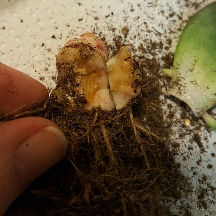 plant image 881300 plant image 881300