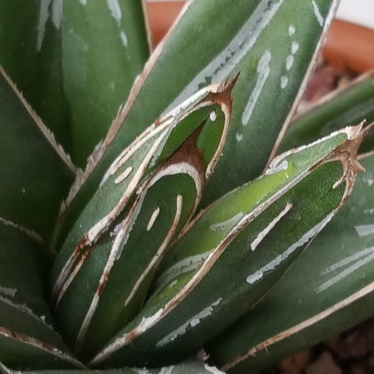 plant image 882025 plant image 882025