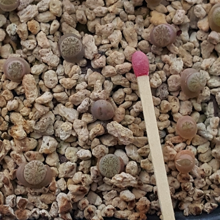 plant image 882084 plant image 882084