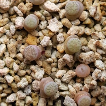 plant image 891192 plant image 891192