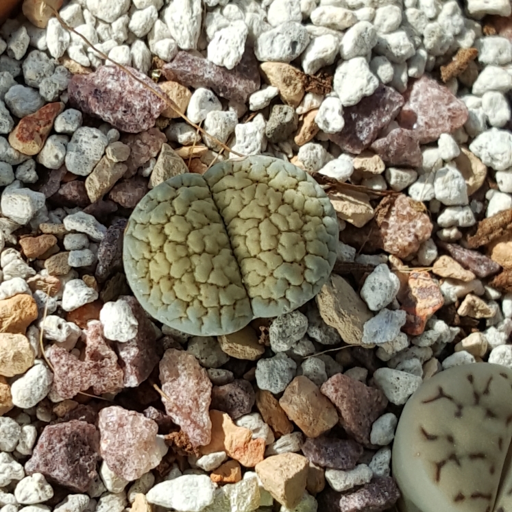 plant image 897473 plant image 897473