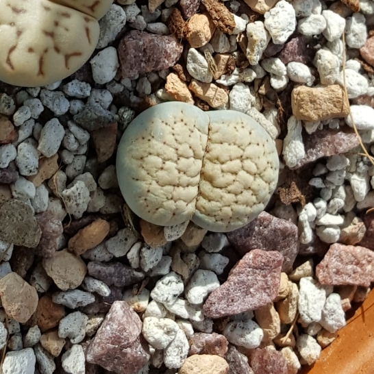 plant image 897474 plant image 897474