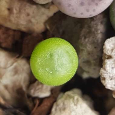 Dinteranthus Wilmotianus