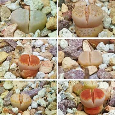 Lithops
