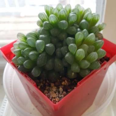 Haworthia Cooperi