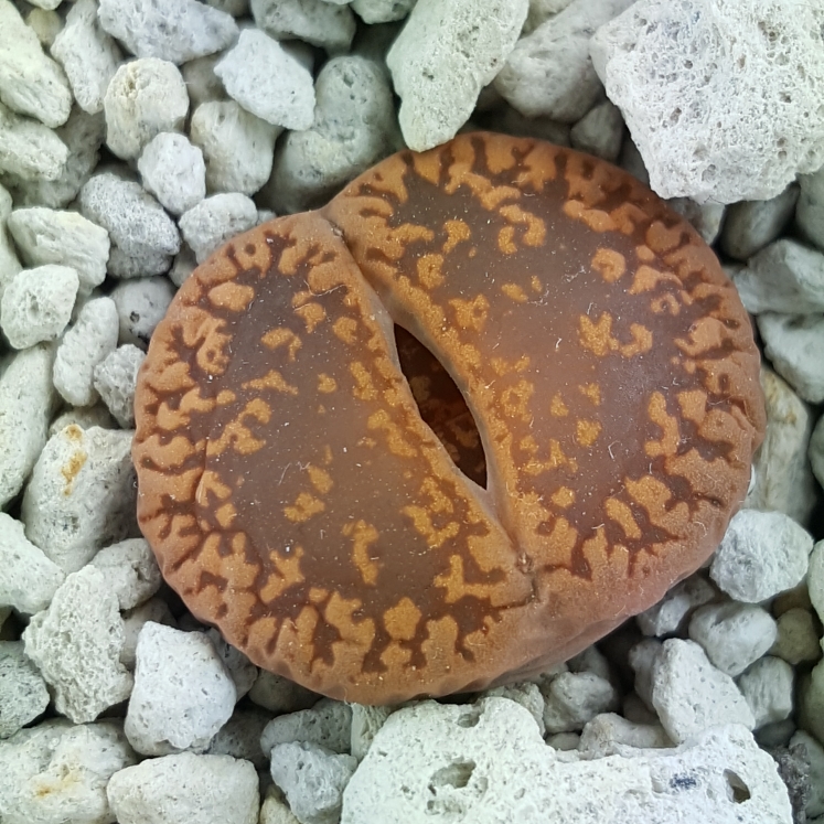 plant image 929963