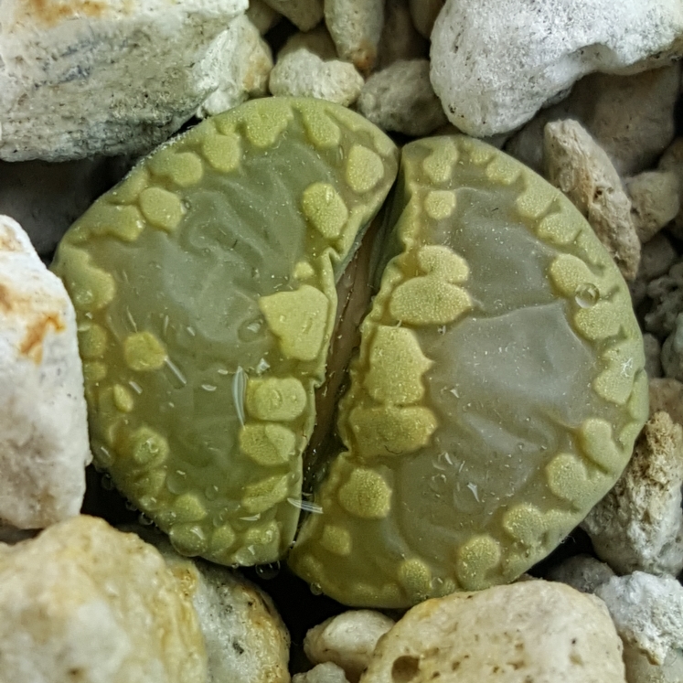 plant image 931138 plant image 931138