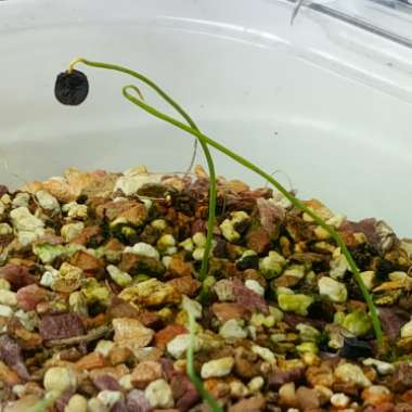 Ornithogalum concordianum syn. Albuca Concordiana
