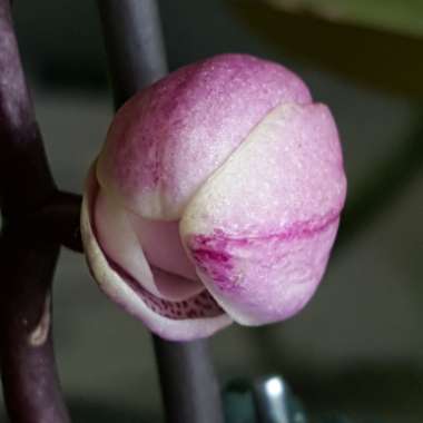 Phalaenopsis amabilis (Miniature)