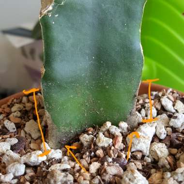Gymnocalycium mihanovichii (Graft)