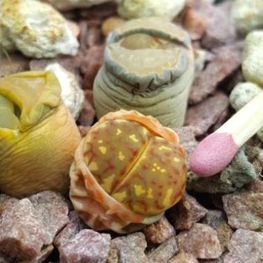 Lithops Dorotheae