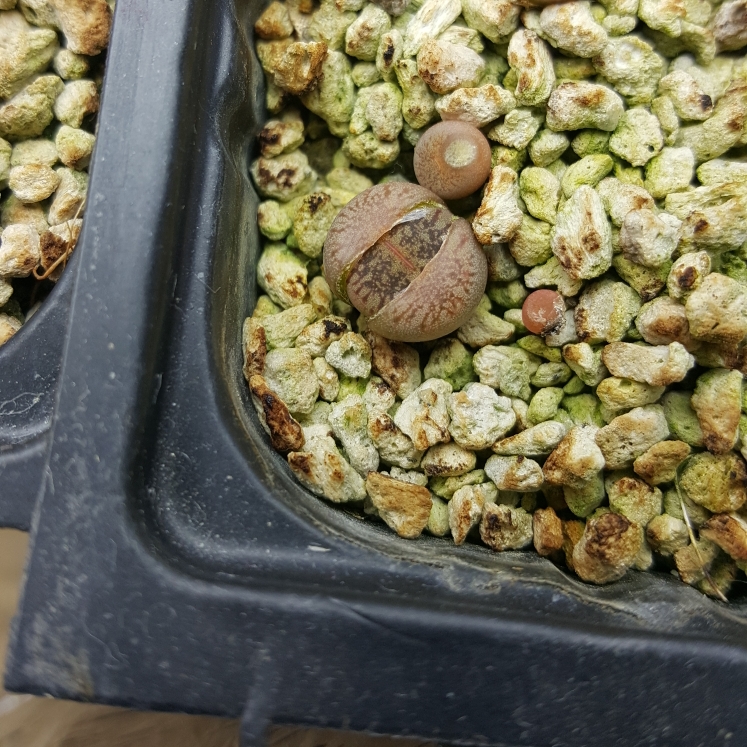 plant image 958742 plant image 958742