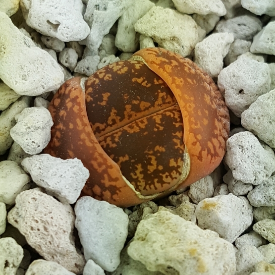 plant image 960114