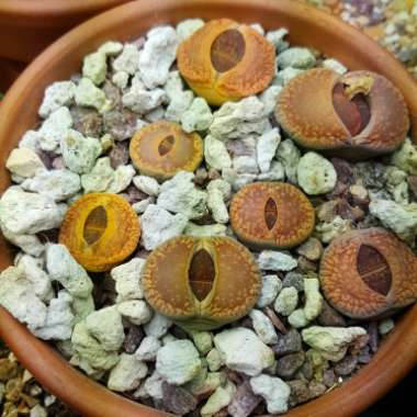 Lithops Aucampiae