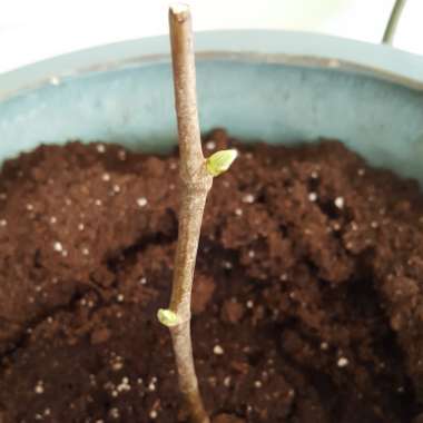 Ficus carica 'Chicago Hardy' syn. Ficus carica 'Chicago', Ficus carica 'Hardy Chicago'