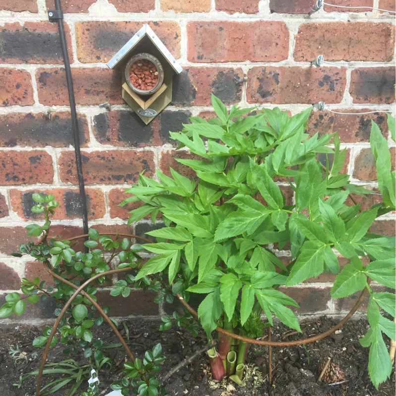 Plant image Angelica archangelica; syn Angelica officinalis