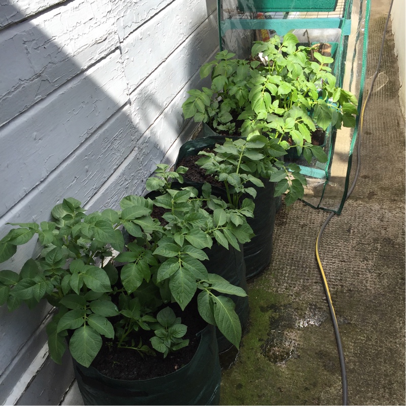 Solanum tuberosum 'Desiree'