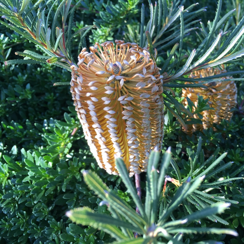 Plant image Banksia Ericifolia