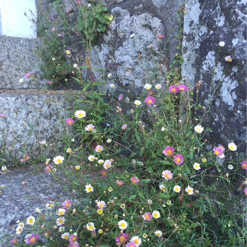 Erigeron karvinskianus
