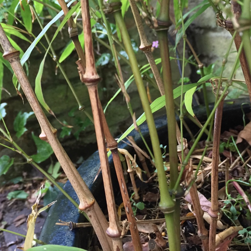 plant image 181318