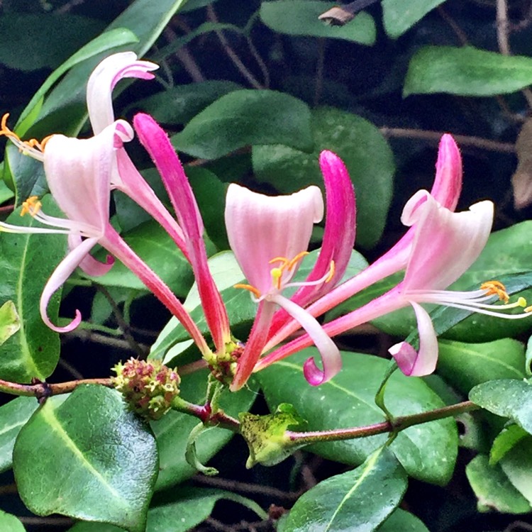 Plant image Lonicera periclymenum 'Serotina' syn. Lonicera periclymenum 'Florida'
