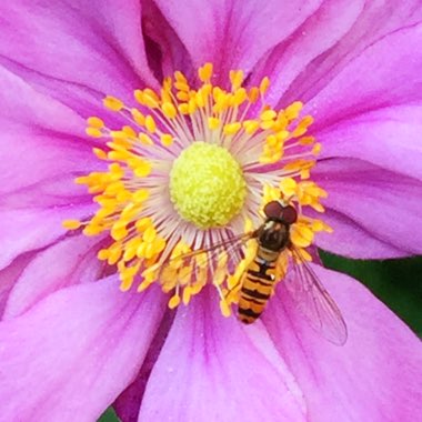 Anemone hupehensis var. japonica x hybrida 'Konigin Charlotte'