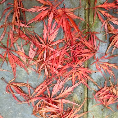 Acer Palmatum 'Atropurpureum'