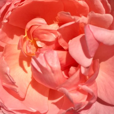 Rosa 'Ausglobe' syn. Rosa 'Brother Cadfael'