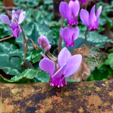 Cyclamen