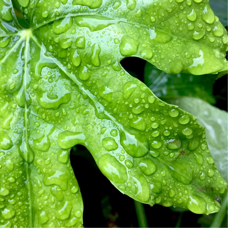 Plant image Fatsia japonica  syn. Aralia japonica