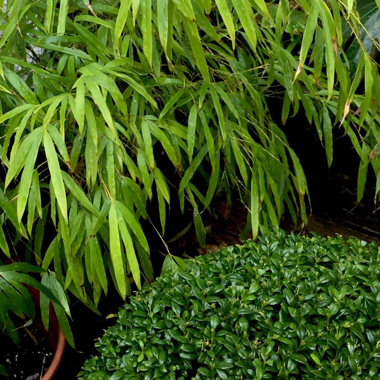 plant image 296931