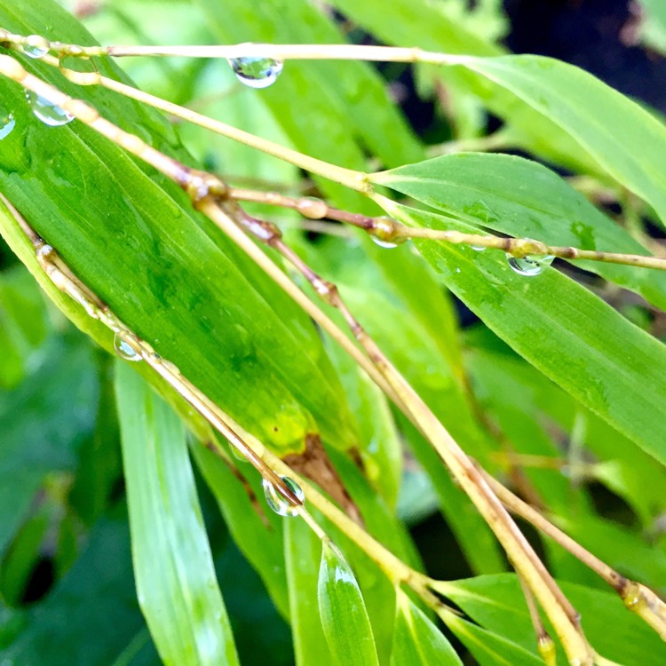 plant image 297845