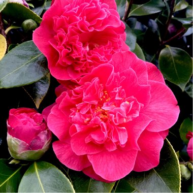 Camellia