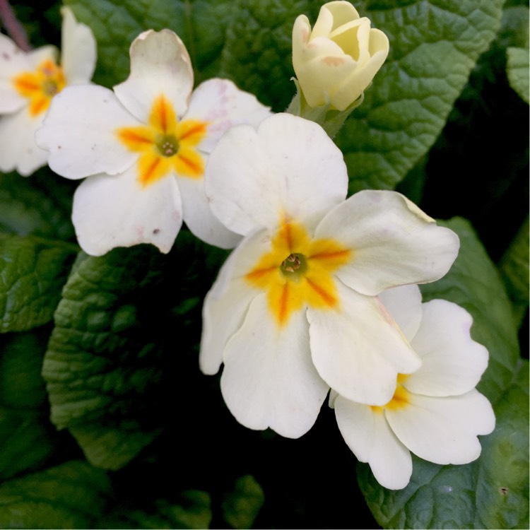 plant image 302002