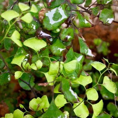 Adiantum Mairisii