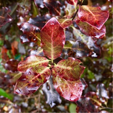 Pittosporum tenuifolium 'Tom Thumb'