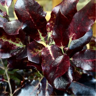 Pittosporum tenuifolium 'Tom Thumb'