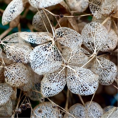 Hydrangea arborescens 'Annabelle'