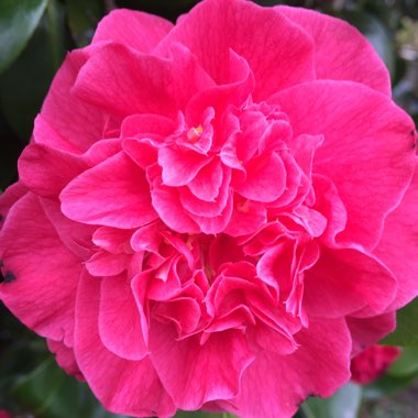 Camellia