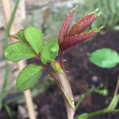 Rosa 'Ausprior' syn. Rosa 'Claire Austin'
