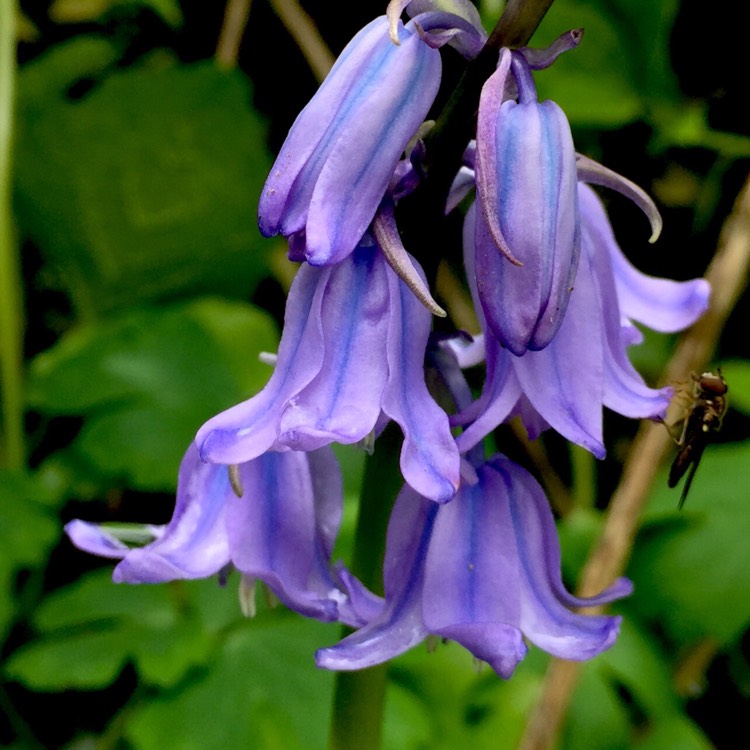 plant image 348344