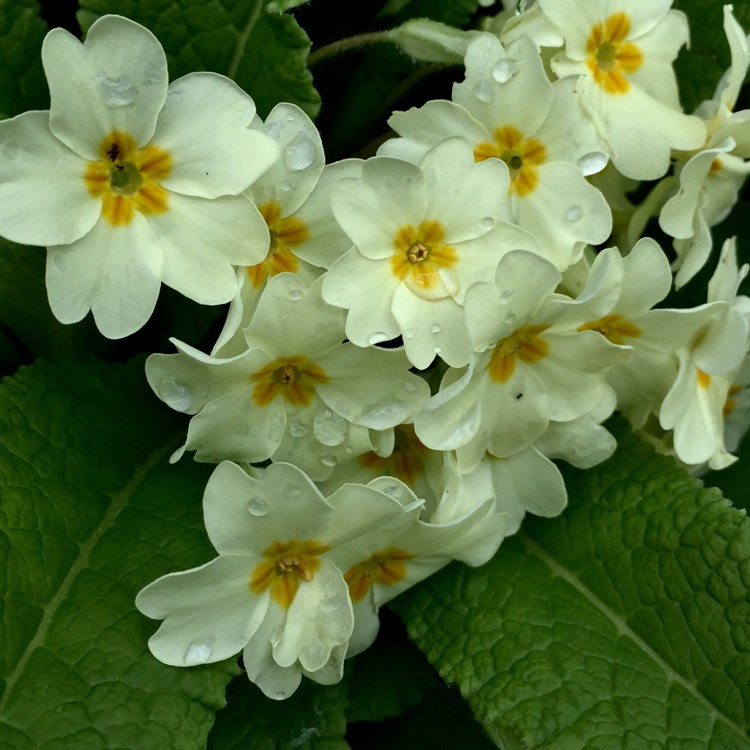 Plant image Primula 'Cottage Cream'