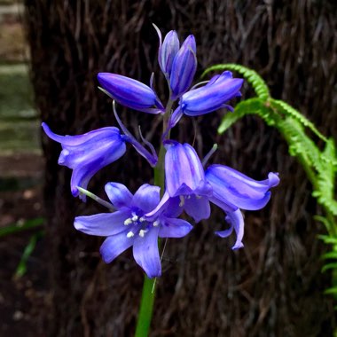 Hyacinthoides x massartiana